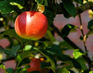 Paradiesapfel